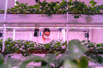 A scientist inspects plants on multi level indoor shelves under pink grow lights, focusing on...