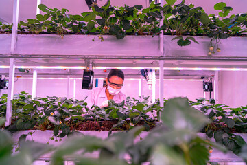 A scientist inspects plants on multi level indoor shelves under pink grow lights, focusing on...