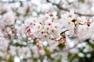 Fototapeta premium Branches of sakura flowers, cherry blossom