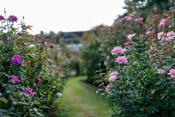 秋バラ　薄紫色のバラの道