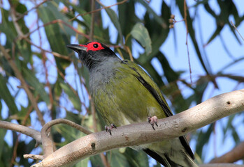 Australasian Figbird bird sitting on a tree branch