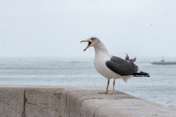 Seagull screaming at the top of its lungs