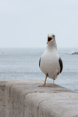 Seagull screaming at the top of its lungs