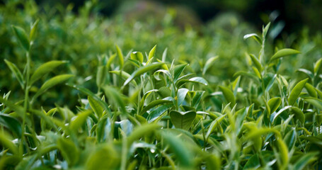Green tea tree leaves field plant in camellia sinensis organic farm. Close up Tree tea plantations mountain green nature background in morning. Fresh young tender bud herbal Green tea tree in farm
