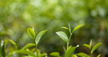 Fototapeta premium Green tea tree leaves field young tender bud herbal Green tea tree in camellia sinensis organic farm. Close up Fresh Tree tea plantations mountain green nature in herbal farm plant background morning