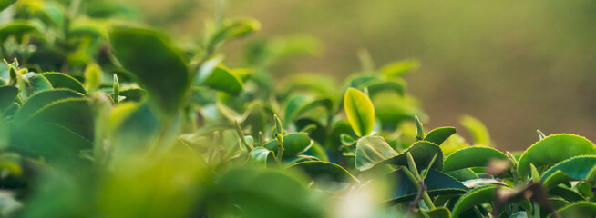 Obraz premium Banner Green tea tree leaves field young tender bud herbal Green tea tree in camellia sinensis organic farm. Panorama Fresh Tree tea leaf plant green nature in herbal farm background with Copy Space