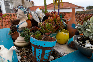 assortment of succulents and cactus plants in small colorful pots on a rooftop garden in Portugal