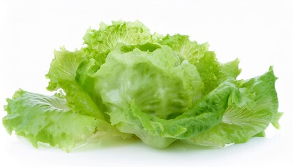 Lettuce on white background. Lettuce Isolated.