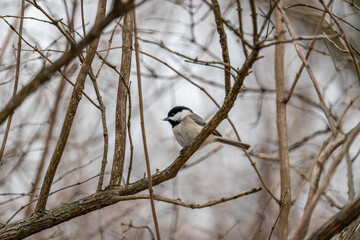 Chickadee