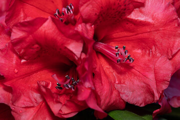 Detailed red hibiscus flower in full bloom