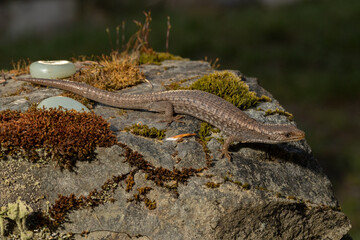 detailed close up of a northern alligator lizard sunbathing on a rock on Vancouver Island