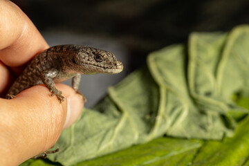 Detail of Northern Alligator lizard in a mans hand