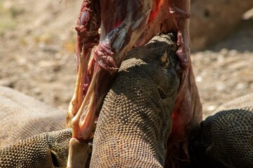 The ferocity of Komodo dragons when they eat their prey with their sharp teeth. strong jaw bite...