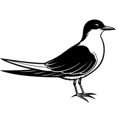 Beautiful Common Tern Designs Perfect for Wildlife Projects