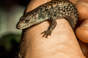 Detail of Northern Alligator lizard in a mans hand