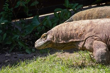 The ferocity of Komodo dragons when they eat their prey with their sharp teeth. strong jaw bite...