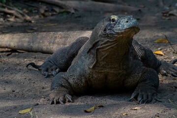 Obraz premium The ferocity of Komodo dragons when they eat their prey with their sharp teeth. strong jaw bite when eating prey with dripping saliva