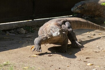 The ferocity of Komodo dragons when they eat their prey with their sharp teeth. strong jaw bite when eating prey with dripping saliva