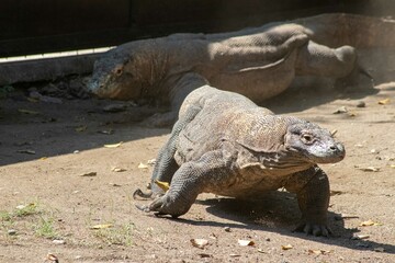 The ferocity of Komodo dragons when they eat their prey with their sharp teeth. strong jaw bite when eating prey with dripping saliva