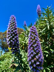 Vibrant Purple Flowers Against a Clear Blue Sky with Lush Green Foliage