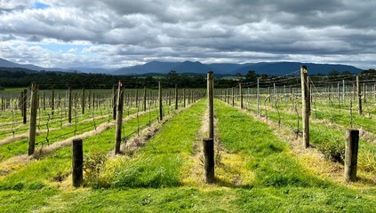 Vineyard Rows with Mountain Backdrop Under a Cloudy Sky in a Rural Landscape