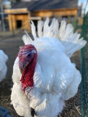 Closeup of White and Red Turkey