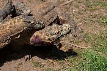 The ferocity of Komodo dragons when they eat their prey with their sharp teeth. strong jaw bite...