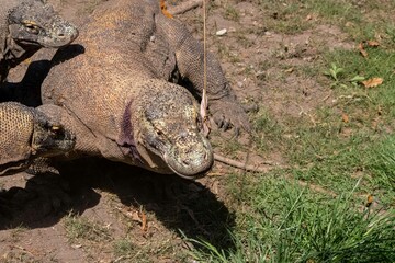 The ferocity of Komodo dragons when they eat their prey with their sharp teeth. strong jaw bite when eating prey with dripping saliva