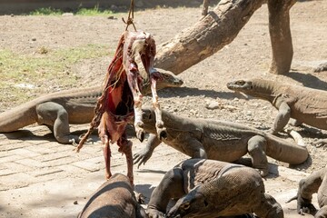 The ferocity of Komodo dragons when they eat their prey with their sharp teeth. strong jaw bite...