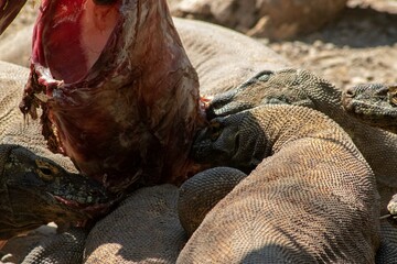 The ferocity of Komodo dragons when they eat their prey with their sharp teeth. strong jaw bite when eating prey with dripping saliva