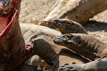 The ferocity of Komodo dragons when they eat their prey with their sharp teeth. strong jaw bite when eating prey with dripping saliva
