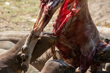 The ferocity of Komodo dragons when they eat their prey with their sharp teeth. strong jaw bite when eating prey with dripping saliva