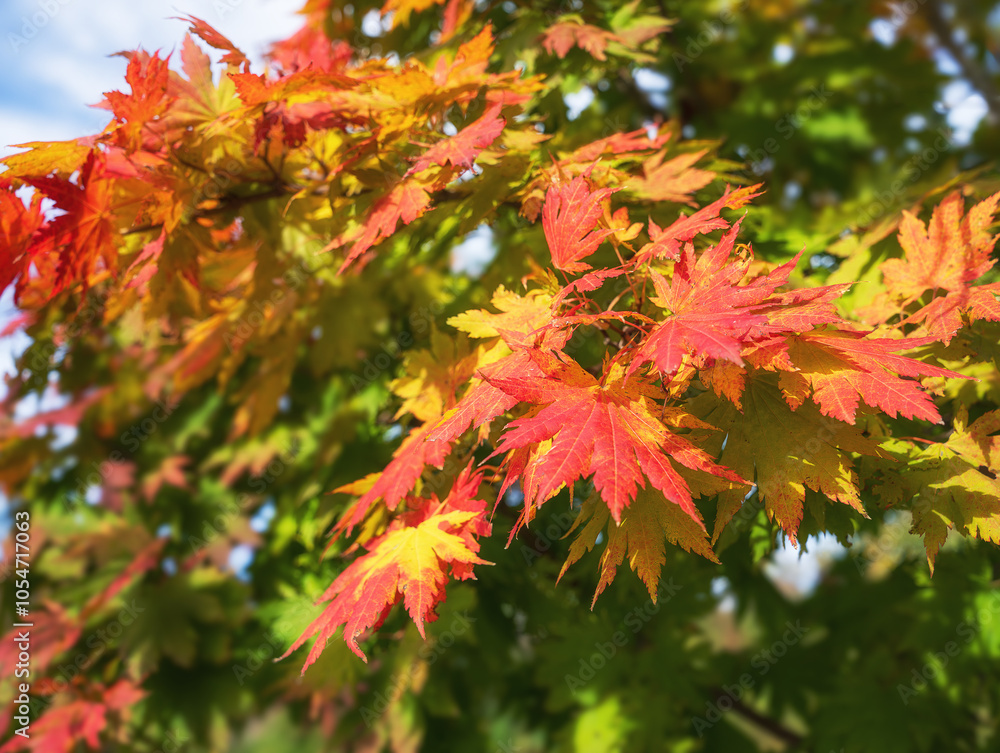 Canvas Prints japanese maple tree branches with colorful autumn foliage leaves. fall nature background.