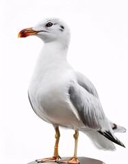 Naklejka premium A seagull with a white head and a blue-grey body, standing on a brown surface