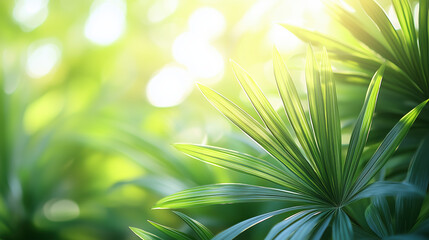 Obraz premium Saw Palmetto Extract for Healthy Prostate, Inflammation Reduction, and Overall Health Benefits