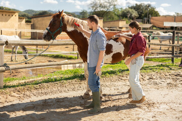 Young man and young woman brushing horse with comb in paddock