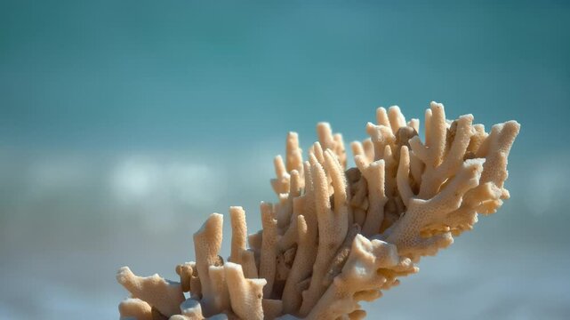 Beautiful Macro Shot of Branching red SPS Monitpora coral of the reef, Forest Fire digitata. frankland islands australia.
