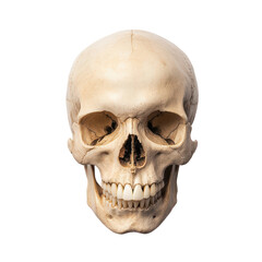 Fototapeta premium Human skull anatomical model on black background