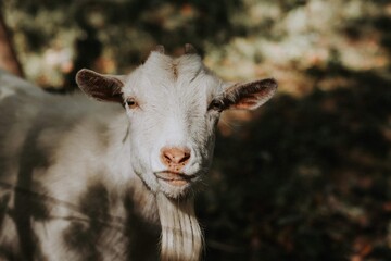 portrait of a goat