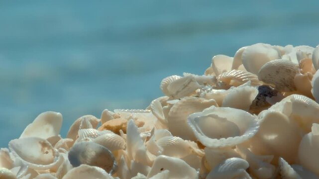 Close up Seashells On Beach Shell Beach Australia Coral Coast Shell Beach at Shark Bay western australia