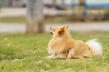 Beautiful pomeranian dog relaxing on the grass in a park