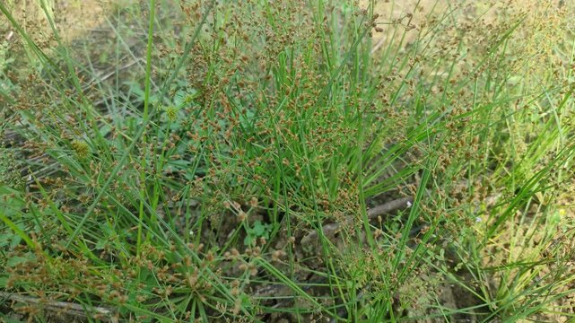  
Cyperus rotundus (coco-grass, Java grass, nut grass, purple nut sedge, purple nutsedge, red nut sedge, Khmer kravanh chruk) with natural background. us rotundus is a perennial plant.

