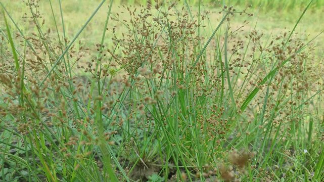   
Cyperus rotundus (coco-grass, Java grass, nut grass, purple nut sedge, purple nutsedge, red nut sedge, Khmer kravanh chruk) with natural background. us rotundus is a perennial plant.
