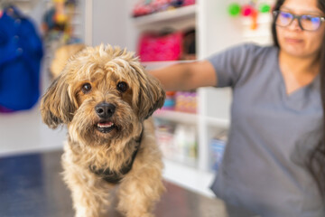Veterinarian examining cute dog in veterinary clinic