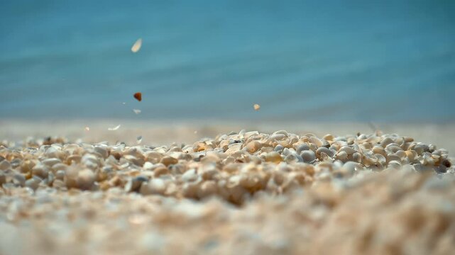 Close up Seashells On Beach Shell Beach Australia Coral Coast Shell Beach at Shark Bay western australia