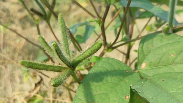 vigna mungo farm in the field