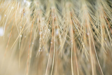 Ethereal Background of Macro Close up with Water Drops and Shallow Focus