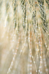 Obraz premium Ethereal Background of Macro Close up with Water Drops and Shallow Focus
