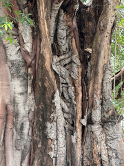 old tree bark texture background