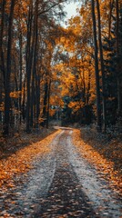 Fototapeta premium Autumn forest road in autumn leaves 
